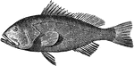 The Red Grouper (Epinephelus morios) is a fish in the Serranidae family of sea bass and groupers.