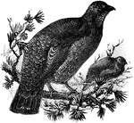 The Dusky Grouse (Dendragapus obscurus) is a bird in the Phasianidae family of pheasants and partridges.