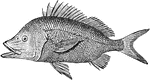 The Black Grunt (Haemulon bonariense) is a fish in the Haemulidae family of grunts.