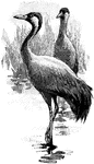 The Common Crane (Grus grus) is a large bird in the Gruidae family of cranes.