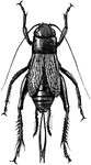 The Field Cricket (Gryllus pennsylvanicus) is an insect in the Gryllidae family of crickets. It was also known as the synonym Gryllus abbreviatus.