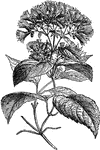 "Flowering branch of Guaco (Mikania guaco). GUACO. The Mikania Guaco, a climbing composite of tropical America; also a medicinal substance consisting of, or an aromatic bitter obtained from, the leaves of this plant." -Whitney, 1911