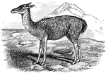 The Guanaco (Lama guanicoe) is a mammal in the Camelidae family of even-toed ungulates. It is a South American animal that shares the genus Lama with the llama and was once known as the synonym Auchenia huanaco.