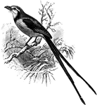 The Streamer-Tailed Tyrant (Gubernetes yetapa) is a bird in the Tyrannidae family of tyrant flycatchers.