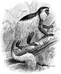 The Mantled Guereza (Colobus guereza) is a monkey in the Cercopithecidae family of old world monkeys.
