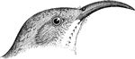 "Brownish-ash, with a faith olive shade, the wings and tail purer and darker fuscous, without white edging or tipping. Below, a paler shade of the color of the upper pats. Throat and side of the lower jaw white, with sharp black maxillary streaks. Cheeks and auriculars speckled with whitish. Under tail-coverts rich chestnut, in marked contrast with the surrounding parts. Bill black, at the maximum of length, slenderness, and curvature; feet blackish." Elliot Coues, 1884