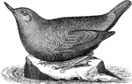 "Adult, in summer: Slaty-plumbeous, paler below, inclining on the head to sooty-brown. Quills and tail-feathers fuscous. Eyelids usually white. Bill black; feet yellowish." Elliot Coues, 1884
