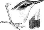 "Bill shorter than head, slender, straight, depressed at base, compressed at end, notched. Wings long, pointed, the tip formed by the 2d-4th quills, the 1st spurious, scarcely or not one-fourth as long as the 2d. Tail much shorter than wing, square. Tarsi booted, but with 4 scutella below in front; long and slender, much exceeding the middle toe and claw; lateral toes of about equal lengths, very short, the tips of their claws not reaching the base of the middle claw; claws little curved; feet thus adapted to terrestrial habits." Elliot Coues, 1884