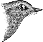 "in full plumage: Rich azure-blue, the ends of the wing-quills blackish; throat, breast, and sides of the body chestnut; belly and crissum white or bluish-white. The blue sometimes extends around the head on the sides and often fore part of the chin, so that chestnut is cut off from the bill." Elliot Coues, 1884