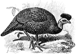 The Crested Guineafowl (Guttera pucherani) is a bird in the Numididae family of guineafowls. It was also known as the synonym Guttera cristata.