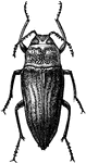 Gyascutus planicosta is a species of Metallic Wood-Boring Beetles in the Buprestidae family.