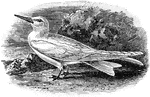 The White Tern (Gygis alba) is a small seabird in the Sternidae family of terns.
