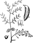 The Kentucky Coffeetree (Gymnocladus dioicus) is a tree in the Fabaceae family of legumes. It was also known as the synonym Gymnocladus Canadensis. "a, part of male flwer, showing stamens; b, fruit; c, seed." -Whitney, 1911