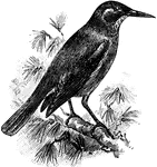 The Pinyon Jay (Gymnorhinus cyanocephalus) is a bird in the Corvidae family of oscine passerine birds. It was also known as the synonym, the Blue Crow (Gymnocitta cyanocephala).
