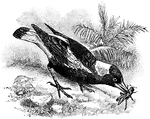 The Australian Magpie (Cracticus tibicen) is a bird in the Artamidae family of crow-like birds. It was also known as the synonym, the Black-Backed Piping-Crow (Gymorhina tibicien).