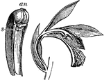 "Gynandria. A, section of flower of Bletia' B, separated column of same, composed of the united style and filaments, bearing the stigma (s) and anthers (an)." -Whitney, 1911