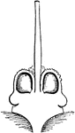 "Gynobase. Section of Gynoecium of Borage, gynobase (a) bearing the carpels and style." -Whitney, 1911