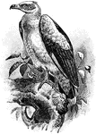 The Palm-Nut Vulture (Gypohierax angolensis) is a large bird in the Accipitridae family of birds of prey.