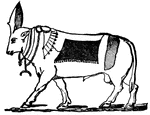 A bull to which divine honors were paid by the ancient Egyptians, who regarded him as a symbol of Osiris.