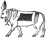 The sacred bull, worshipped with divine honors by the ancient Egyptians, who regarded it as a symbol of Osiris, the god of the Nile, the husband of Isis, and the great divinity of Egypt.