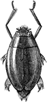 The Whirligig (Dineutes vittatus) is an insect in the Gyrinidae family of water beetles.