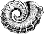 "Gyroceras goldfussi. GYROCERATIDAE. A family of nautiliform shells of a discoidal shape, in which the last whorl is parallel with the others, all being connected." -Whitney, 1911