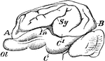 "Brain of pig. Ol, olfactory lobe; A, B, C, frontal, occipital, and temporal lobes; C1, a portion of temporal lobe; Sy, Sylvian fissure; In, insula or island of Reil." -Whitney, 1911