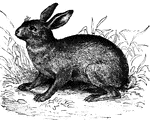 The hare.