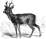 This is a female deer or roe.