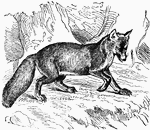 The fox is a carnivorous mammal in the dog family.