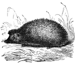 The hedgehog is insectivorous and is in the same family as moles and shrews.