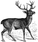 the stag is the male deer.