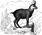 The chamois is a hooved mammal that is very agile on mountainous slopes.
