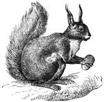The squirrel is a medium sized rodent and can be found in most parts of the world.