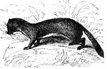 The marten, or pole-cat, is a carnivorous member of the weasel family.