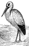 The stork is a long-legged wading bird.