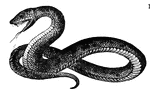 Snakes belong to the group known as Squamata.