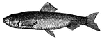 the herring is a member of the Clupeidae family.