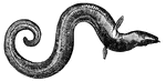 The eel has a long snakelike body.