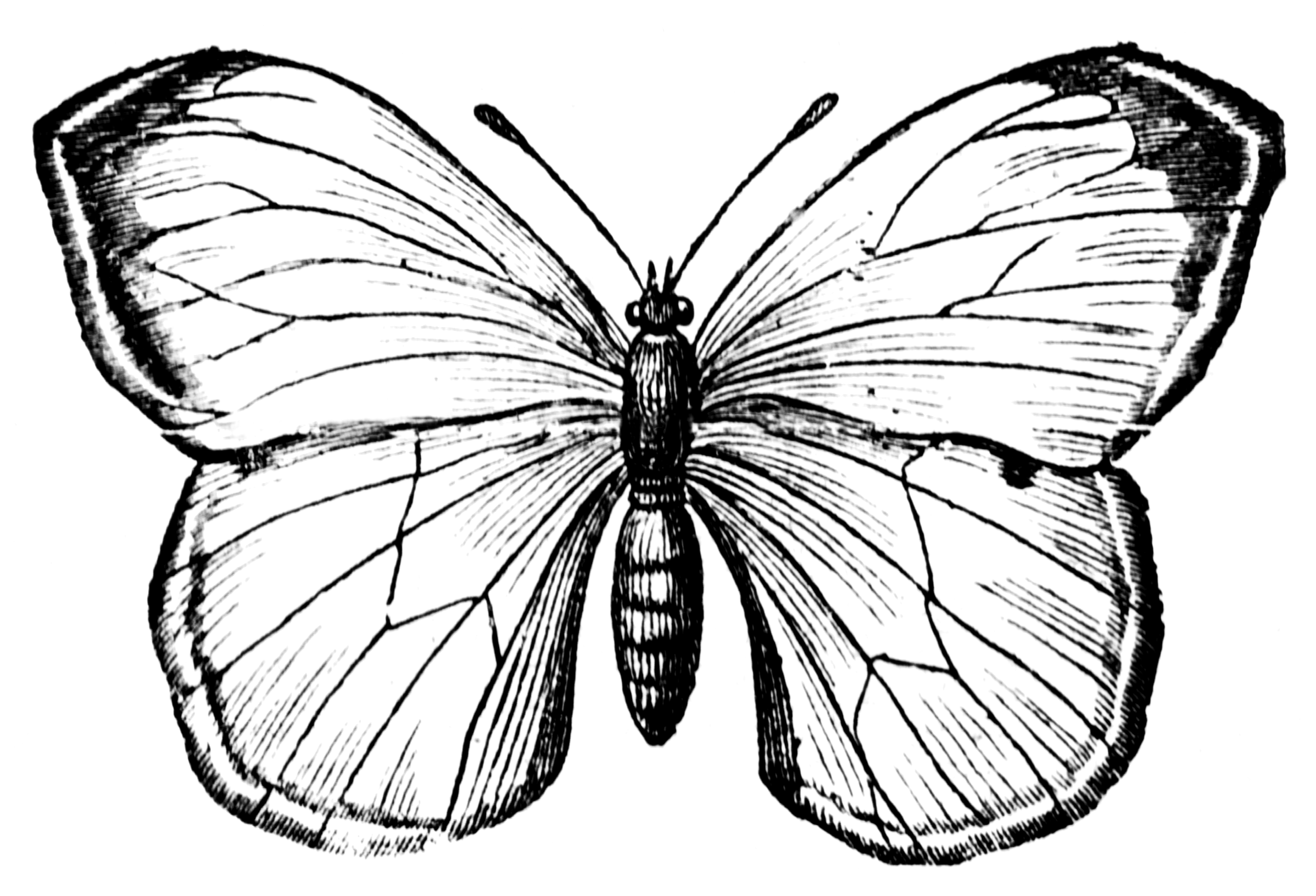 Примитивные бабочки рисунок