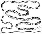 Tapeworms live in the intestines of mammals.
