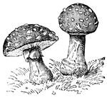 Mushrooms generally have a cap, and spores are produced in gills on its underside.