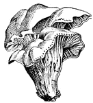 Mushrooms generally have a cap, and spores are produced in gills on its underside.