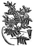 A genus of plants of the order Leguminosae, consisting of trees or shrubs with compound pinnate leaves and small leaflets, growing in Africa, Arabia the East Indies and Australia.