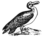 A large marine swimming bird. The bill is straight and strong, the upper mandible hooked at the point and the lower one truncated; there are three webbed toes on each foot.