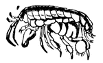 An order of sessile-eyed malacostracan crustaceans, with feet directed partly forwards and partly backwards. This is a shore-jumper.