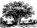 The baobab tree or monkey-tree belongs to the order Bombaceae. It is one f the largest of trees, its trunk sometimes attaining a diameter of 30 feet.