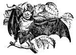 Bat, one of the group of wing-handed, flying mammals, having the forelimb peculiarly modified so as to serve for flight, and constituting the order Chiroptera.