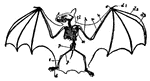 Skeleton and outline of bat.