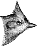 "Entire upper parts ashy, the back usually with a slight olivaceous shade, the wings and tail rather purer and darker plumberous, the latter sometimes showing obsolete transverse bars. Sides of the head and entire under parts dull whitish, washed with chestnut-brown on the sides. A black frontlet at the base of the crest. Bill plumbeous-blackish; feet plumbeous." Elliot Coues, 1884